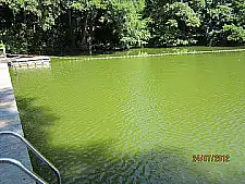 Blue-green algae carpet 