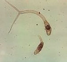 cercariae