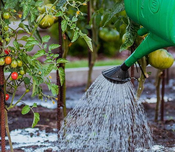 Tomatenpflanzen werden gegossen