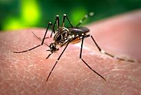 Ägyptische Tigermücke (Aedes aegypti) ist der hauptsächliche Überträger von Gelbfieber, Zikaviren und anderen Viruserkrankungen. © James Gathany / CDC
