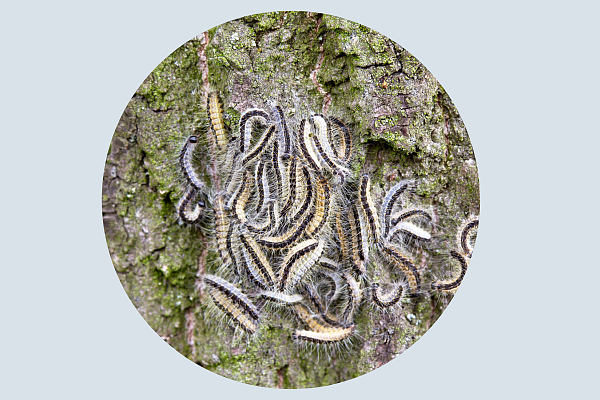 Raupen auf dem Baum